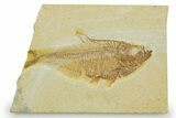 Bargain, Fossil Fish (Diplomystus) - Wyoming #369437-1